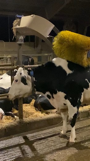 Relaxation Procedure for Cows #cow #farm #Reels #FacebookReels #ShortVideos #VideoContent #ViralVideos #Trending #Entertainment #FunTimes #CreativeContent #InstaReels #ExplorePage #SocialMedia #DigitalContent #VideoOfTheDay #ShareTheJoy #fyp #boom | Tammie Martinez