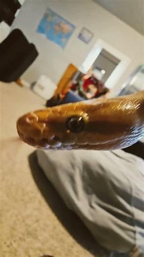 My pet snake #ballpython #snake #cute #pet