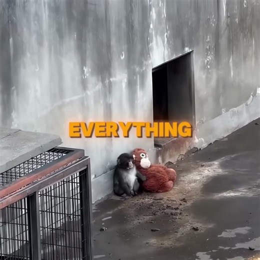 Monkey Was Rejected... Then Found This 🥺