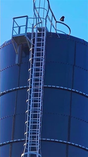 🎶Water tower raven! #bird #shortsvideo #nature