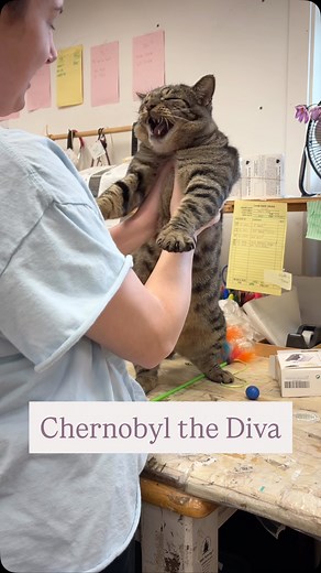 Chernobyl Gray on Instagram: "Chernobyl recently learned that he can scream! It’s very exciting (scary)!! #chernobylthecat#chernycat#catsofinstagram#cat#catvideos#catdistributionsystem#cats#catfriends#kitty#catmom#ilovemycat#ilovecats#catlover#catlovers#catloversclub#catstagram#catsagram#catsofig#tabbycat#orangecatbehavior#tabbycatsofig#chernobylandtigo"