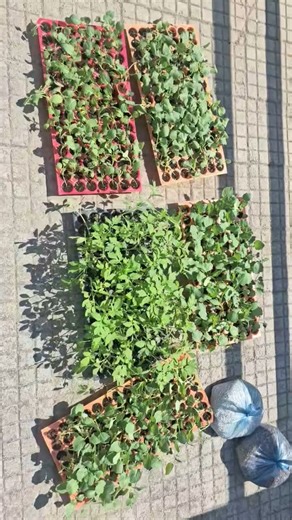 Field work in BSC agriculture 😊😕🥺🥺 ##gardendesign