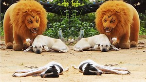 Best Prank Funny Non Stop laugh Vs Real Tiger #Prank #Tiger #funnymemes | Prank Funny