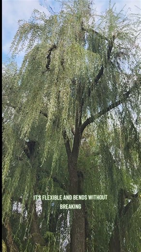 The willow tree symbolizes flexibility, endurance, adaptability. #willowtree #boston #publicgarden