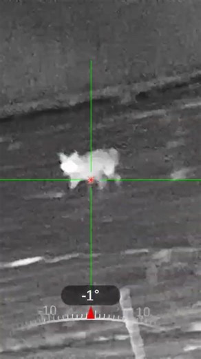 Fox hunting Pa! Red fox came running down the hill #agm #nightvision #foxhunting ‪@FOXPROINC‬