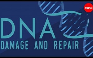 【Ted-ED】DNA受损失时会发生什么 What Happens When Your DNA Is Damaged