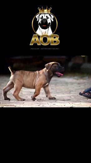 12K views · 106 reactions | ABK Akira @ 9 weeks old responding greatly to her basic fetch training. Thanks to a Super handler @zicko5carta for the lessons. She has one of best pigmentation we have had so far. Special appreciation goes to @akilapaboerboels for breeding such an amazing girl and also to @tomiobanure for suggesting the name "Akira". | Alagbede Ogun Boerboels | Facebook