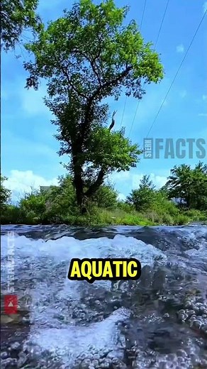 The Cleanest Water on Earth Looks Completely Invisible