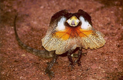 Are Frilled Lizards Dangerous?