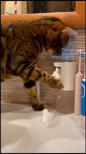 Epic Cat Moments Caught on Camera 😸📸