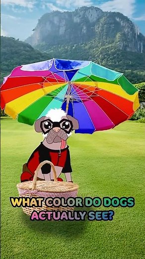 What Colors Can Dogs Actually See?! 🧐
