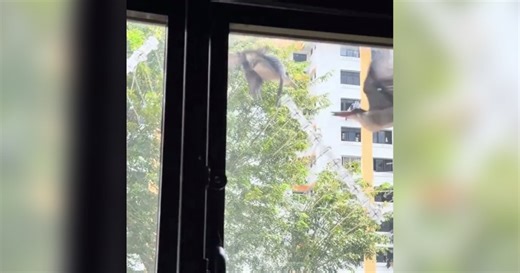 'Even bird spikes don't stop them': Bedok resident appeals for help after kingfishers repeatedly crash into windows
