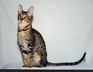 Serengeti cat - Alchetron, The Free Social Encyclopedia