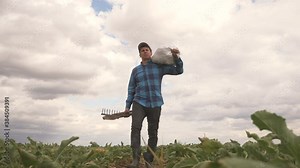 A farmer agronomist walks through a beet field. The agronomist holds a bag with fresh agricultural products on his shoulder. The man is cleaning vegetables in season, sugar beet. Organic food concept.