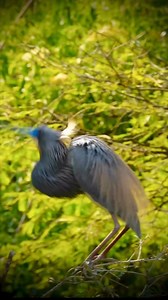 132K views · 7.1K reactions | Courtship display of the Tricolored Heron. #birdphotography #birdwatching #naturelovers #birds | Daniel Riddle | Facebook