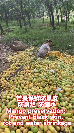 青芒果长时间保鲜的方法