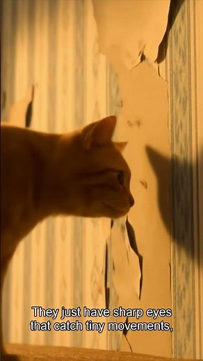 “Why Cats Stare at Walls: Ghosts or Just Weird Cat Behavior?”