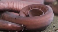 2.5K views · 53 reactions | DID YOU KNOW: This bizarre-looking creature is called a hagfish! An ancient fish, they have been around for over 300 million years. 勞 Learn about more strange inhabitants of the oceans at https://bit.ly/3OgTSmq | Oceana | Facebook