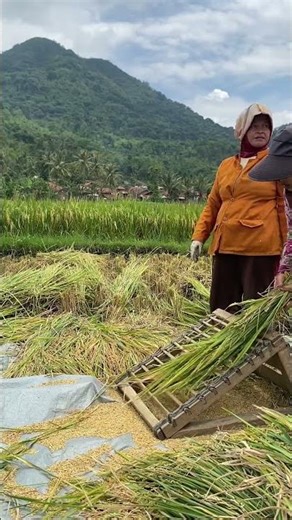 Pemanenan padi di pesawahan harumam, mar13 #petani #farming