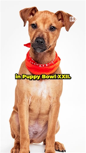 Team Ruff and Team Fluff square off in Puppy Bowl at 2pm/et | 11am/pt Sunday on Animal Planet | Bleacher Report