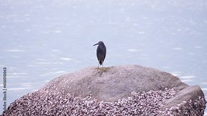 Eastern Reef Heron (Egretta sacra) or Eastern Reef Egret on Big Rock Covered With Groups of Shells By the Sea in Thailand, Hua Hin - wide angle slow motion