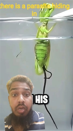 Why This MANTIS Takes a SHOWER 🤯🚿 | Nature Explained#shorts