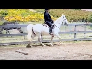 The Step Pace - What Is It? And Is It Ok To Do? Gaited Horse Training