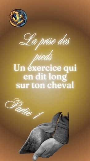 La prise des pieds en dit long sur la relation qu'on a avec LE cheval, en général, et en dit long sur lui et ce qu’il pense . Encore 2 parties pour effleurer ce vaaaaaste sujet qui mérite d’etre abordé plus profondément (tiens, voilà un thème d'épisode pour le podcast 🎙). Gingko m’inspire donc d'aborder ce sujet qui est une étape aussi cruciale que passionnante dans la relation homme-cheval. Le cheval s’y abandonne, volontairement ou résigné, il nous donne sa sécurité, sa disponibilité, sa pati