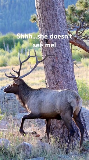 A young bull elk executing a new sneaky strategy to get the ladies during the rut. 📍RMNP