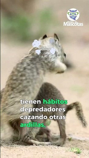 Las Ardillas y Sus Increíbles Hábitos Alimenticios