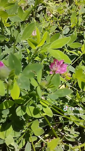 Propiedades medicinales del trébol rojo: salud femenina y más