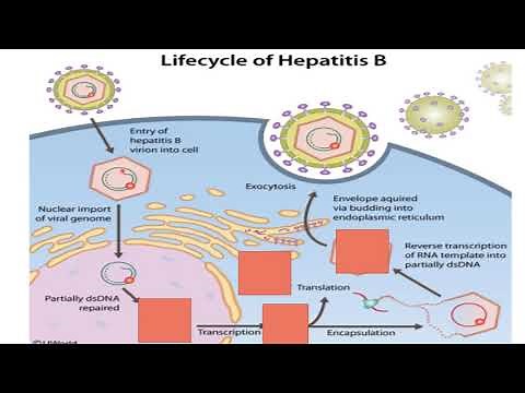 USMLE STEP 1: Hepatitis B lifecycle