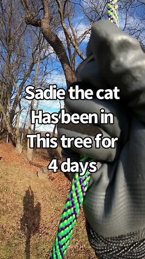 44K views · 14K reactions | Sadie the cat has been frozen with fear on this tree for 4 days. This is the second time I’ve rescued Sadie from a tree. The first time was in 2016. #cat #tree #rescue #treeclimbing #roperunner #srt #thecatsinthebag #getmeowtahere | Duane Hook | Facebook