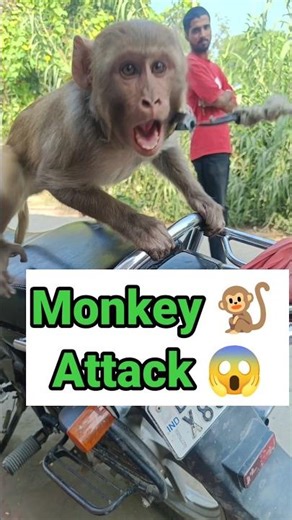 monkey attack 😱#shorts #viral #comedy #funny #monkey