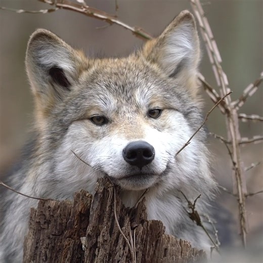 What do you feel when you look into the eyes of a Mexican gray wolf? We feel inspired ❤️ | Wolf Conservation Center
