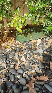 7.3K views · 82 reactions | News from " THE SNAKE PIT " Red Bellied...