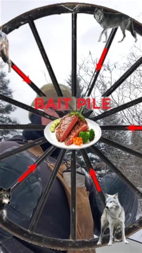 #WOLF HUNTING TECHNIQUES 🎯 🐺 🍖 🛞