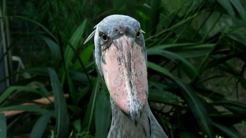 The Shoebill Stork: Stunning Close-Up Footage of a Bird Under Threat