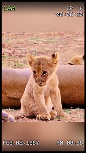 83K views · 2.1K reactions | The extraordinary willpower of the little lion cub!! #fyp #foryouシ #wildanimals #animals #lioncub #wildlife | Wildlife288 | Facebook