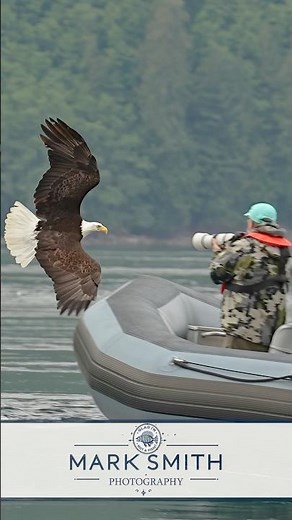 Eagle Gives Photographers Amazing Front Row View