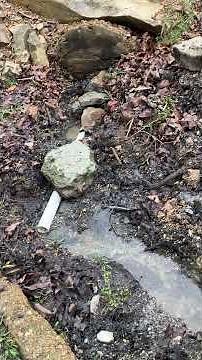 Develop A Natural Spring For Livestock Water