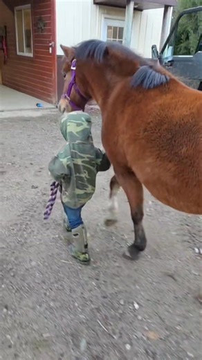 Little 3 year old pony trainer Grady making sure his pony minds her space and doesnt get pushing ahead of him. Rarity Acres #pony #welshpony #ponylove #equine #horse #horselife #rarityacres | Timi Sebright