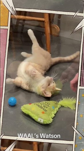 Watson, a 1 year old male orange and white Tabby Domestic Shorthair