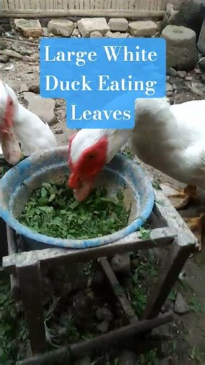 Big white duck eating leaves #duckfarming #duck #duckfarm #trending