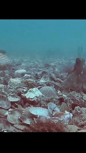 A female octopus has been filmed repeatedly launching silt at a male trying to mate with her 💥🐙 The video, recorded by researchers from The University of Sydney, shows that while both sexes throw debris, the females do it more often than their male counterparts. Read the full story 👉 http://bit.ly/3EtQ644 Video credits: Peter Godfrey-Smith, David Scheel, Stephanie Chancellor, Stefan Linquist, Matthew Lawrence. #ausgeo #octopuslove #oceanlife #marinebiology #underwaterworld | Australian Geogra