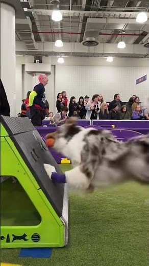 It’s all in the technique #flyball 🎾