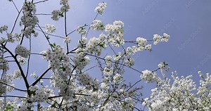cherry in the orchard blooms with white flowers , beautiful white flowers on a fruit cherry during pollination