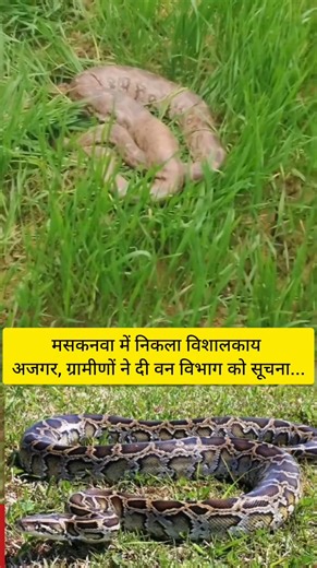 Durga Singh Patel on Instagram: "मसकनवा में निकला विशालकाय अजगर, ग्रामीणों ने दी वन विभाग को सूचना... #rells #AjgarSnake #AjgarKaVideo"