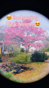 41 reactions · 5 comments | Pink trumpet tree (Tabebuia impetiginosa) is one of the most beautiful trees in flower in the world. Also used as a honey plant and widely planted as a street tree in many cities. #trees #pink #pinkflowers #pinkflower #pinktrumpettree #nature #ornamentaltrees #gardeninspiration | plantsages | Facebook