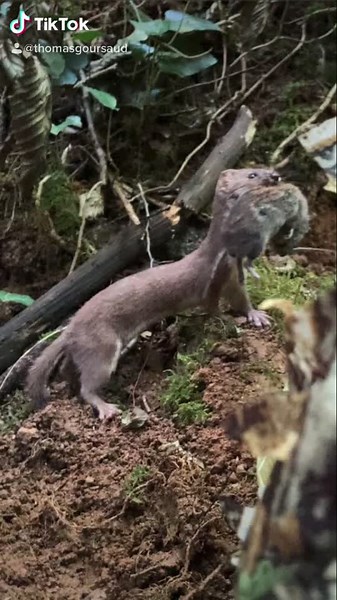 Belette d'Europe : un Regard sur la Faune Sauvage